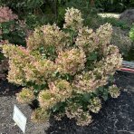 Hortenzia metlinatá (Hydrangea paniculata) ´PASTEL GREEN´® - výška 20-40 cm, kont. C2L